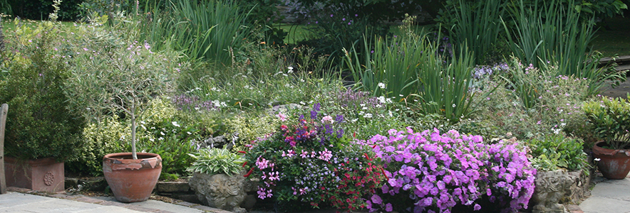 All Patio Design Landscaper Chobham Woking Surrey / Planting