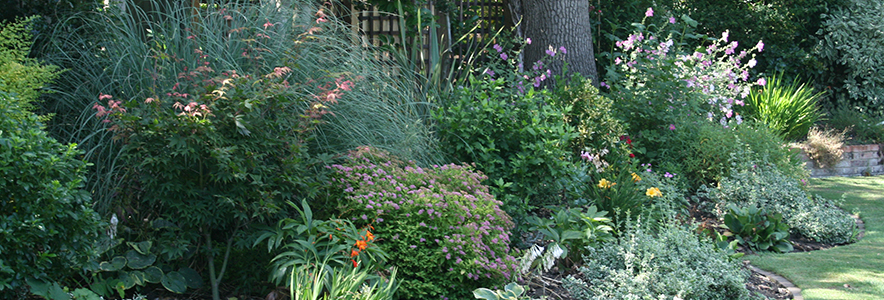 All Patio Design Landscaper Chobham Woking Surrey / Planting